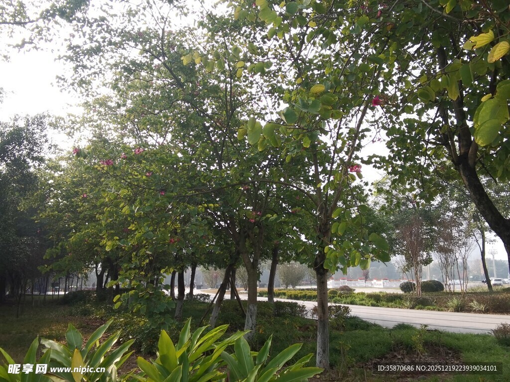 公园绿树成荫的景致