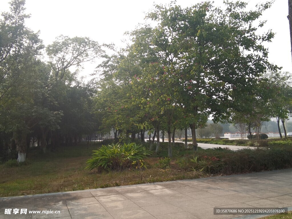 城市公园林荫道风景