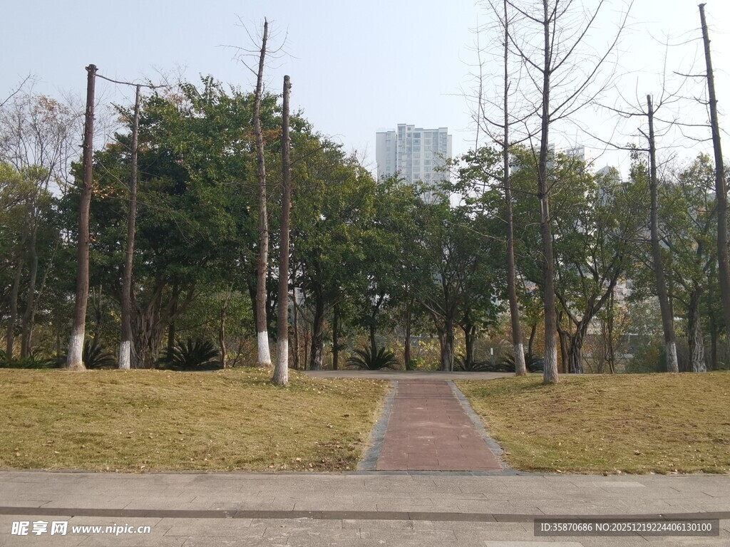 城市公园中的静谧林间小道