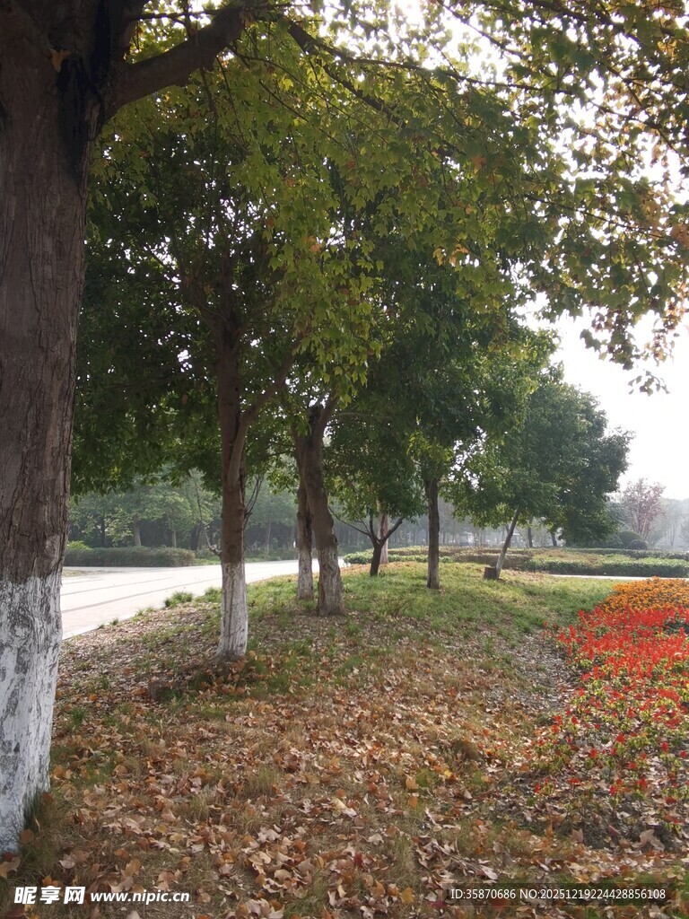 秋日河畔林荫美景