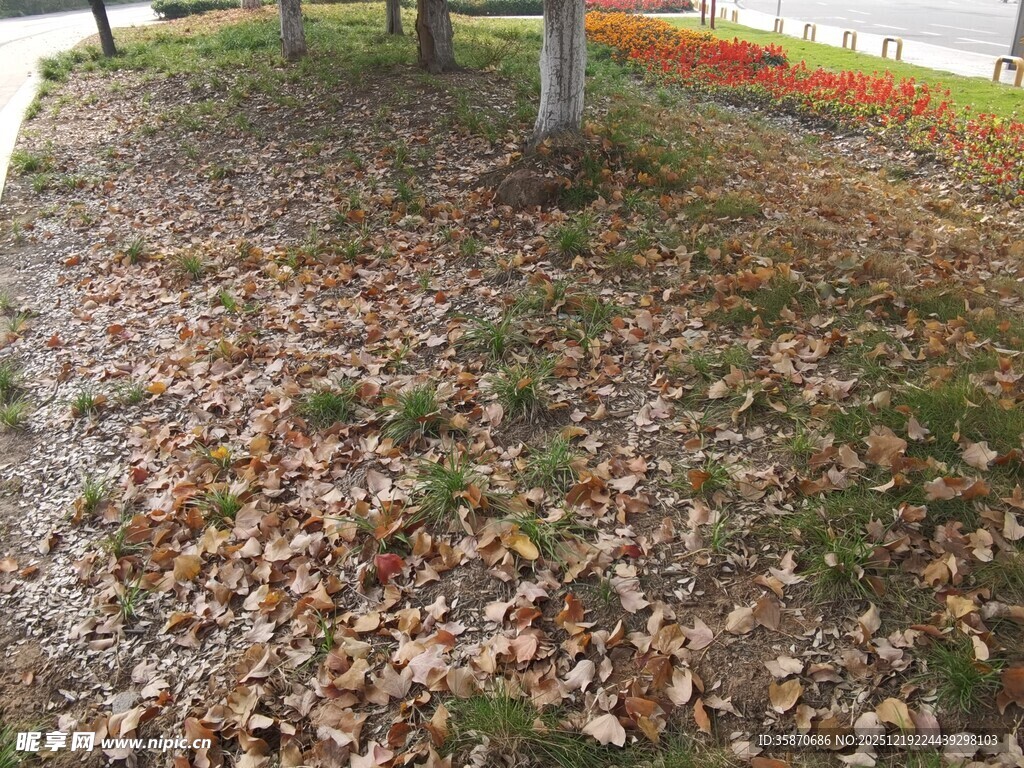 秋日落叶覆盖的草地景象