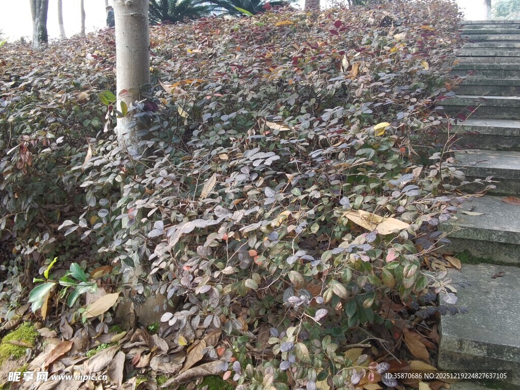 秋日台阶旁的斑斓灌木丛