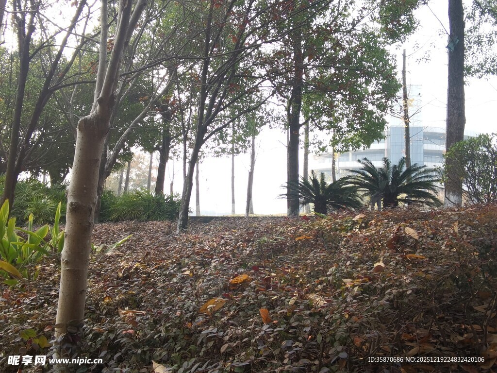 林间秋景落叶覆径