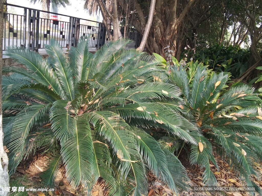 户外丛生的绿色阔叶植物