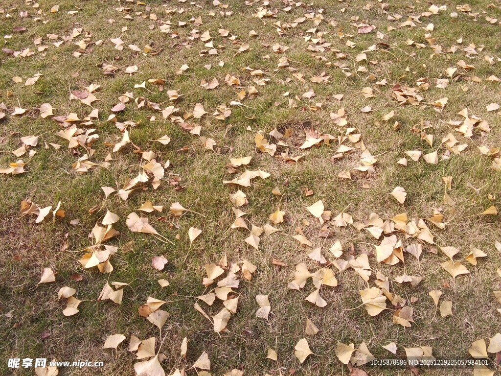 地面散落的枯黄落叶