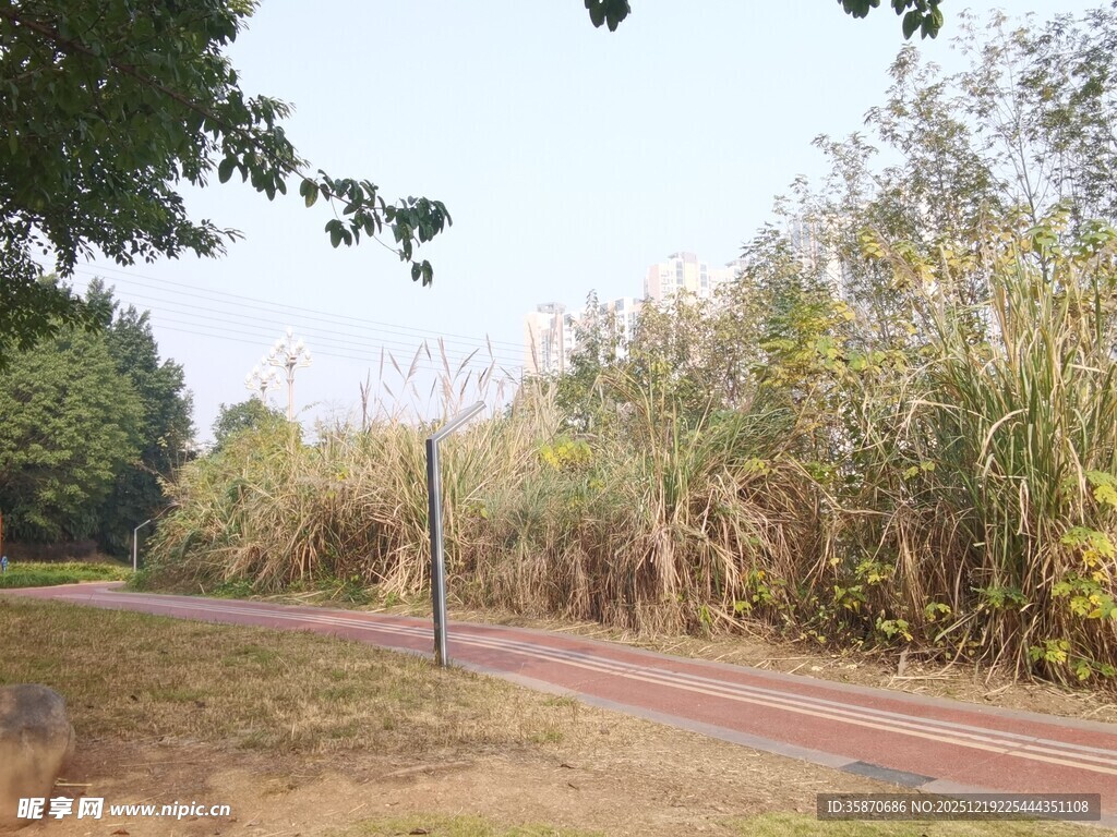 林间小径秋日静谧风光