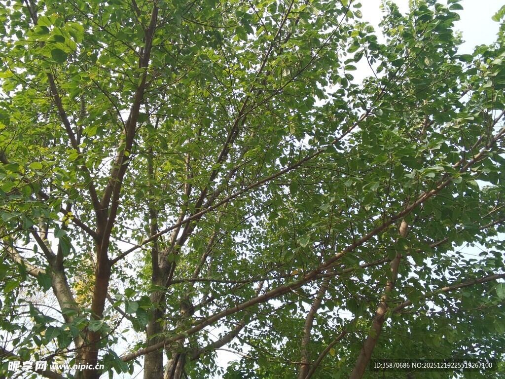 茂密绿树展现自然生机