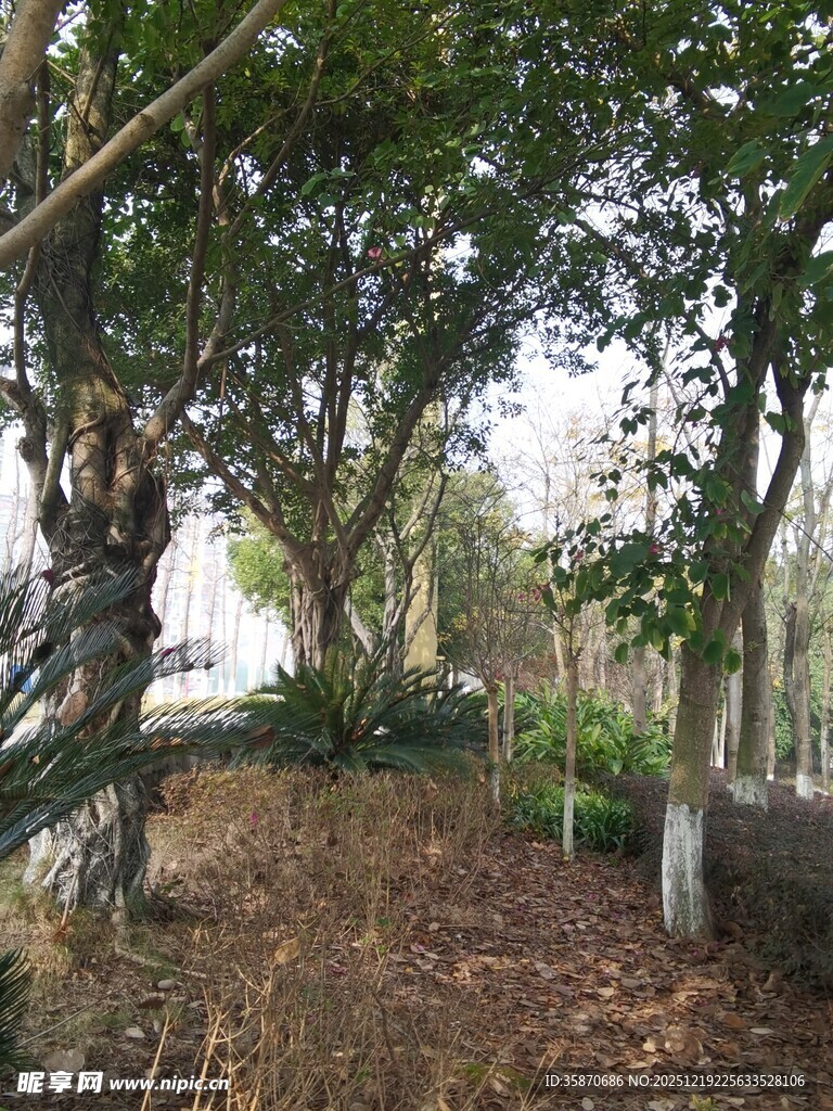 林间小道静谧自然景致