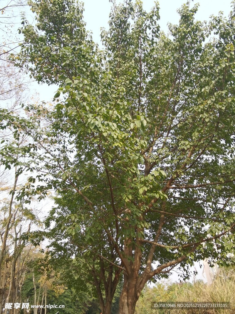 茂密绿树于林间风景