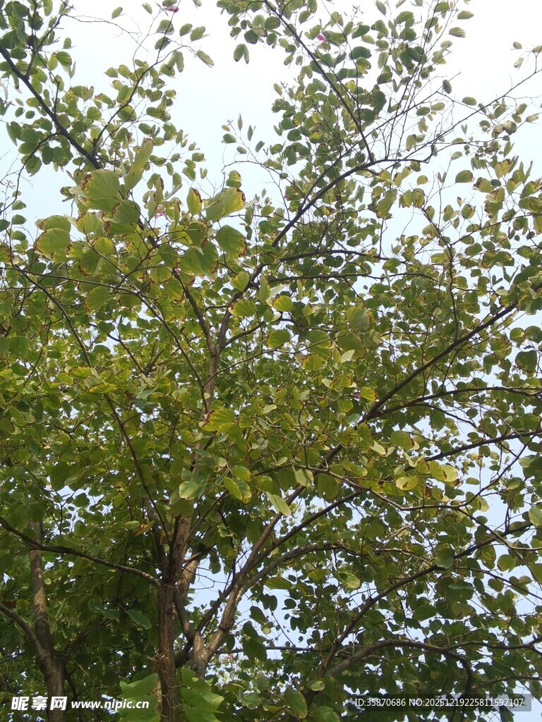 繁茂绿树展现自然生机