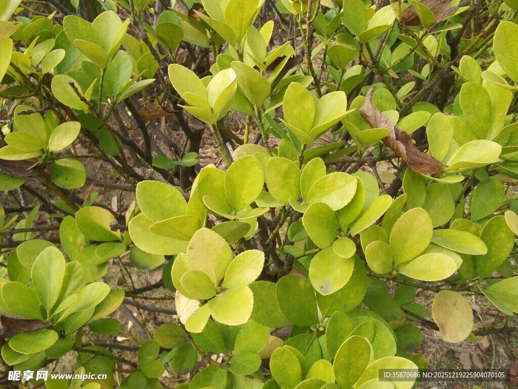 嫩绿叶片的植物景观