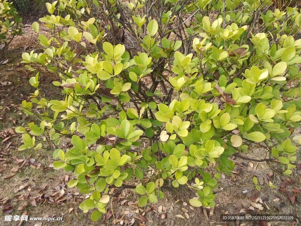 绿叶繁茂的灌木丛