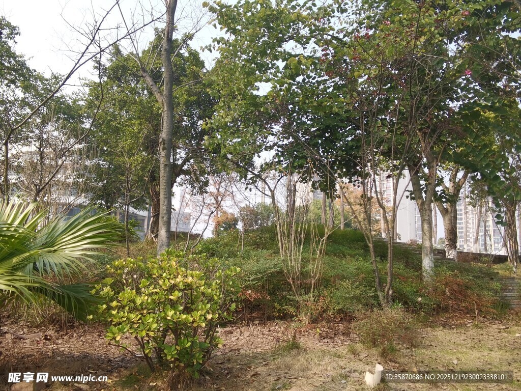 户外树林绿植景观