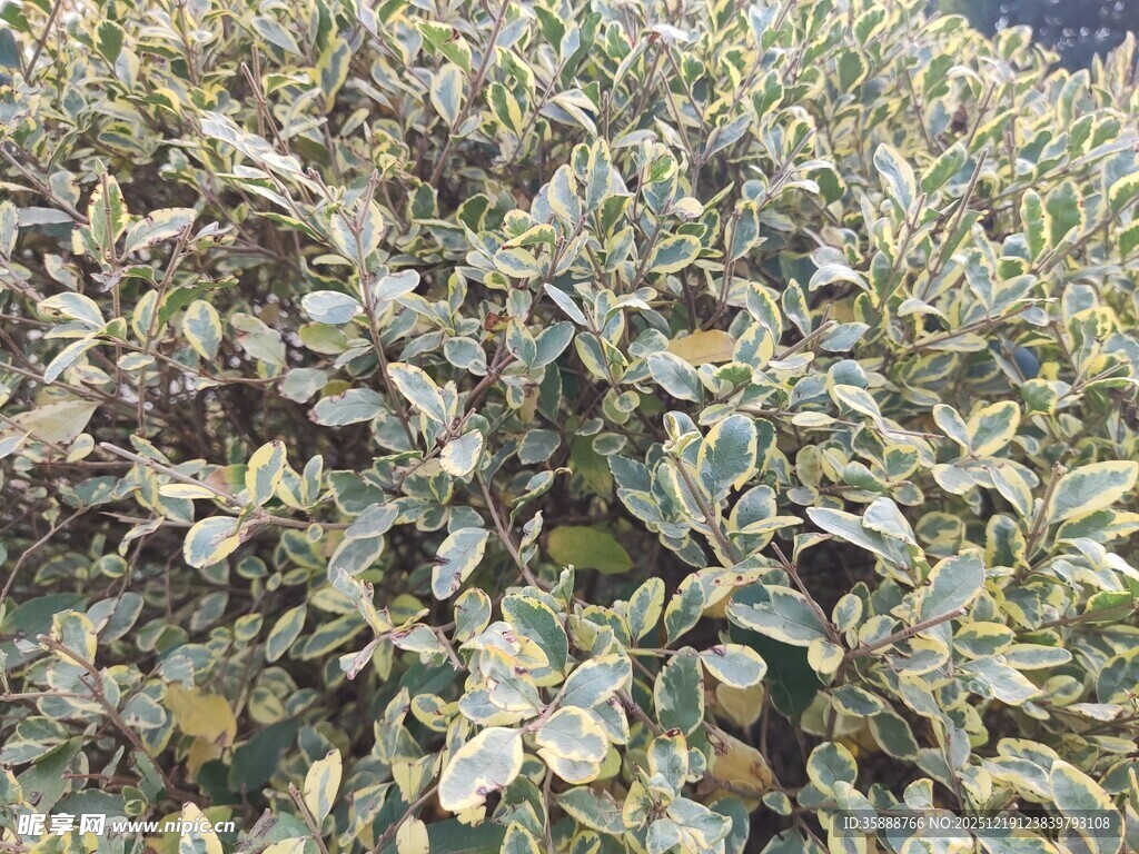 银边绿叶植物特写