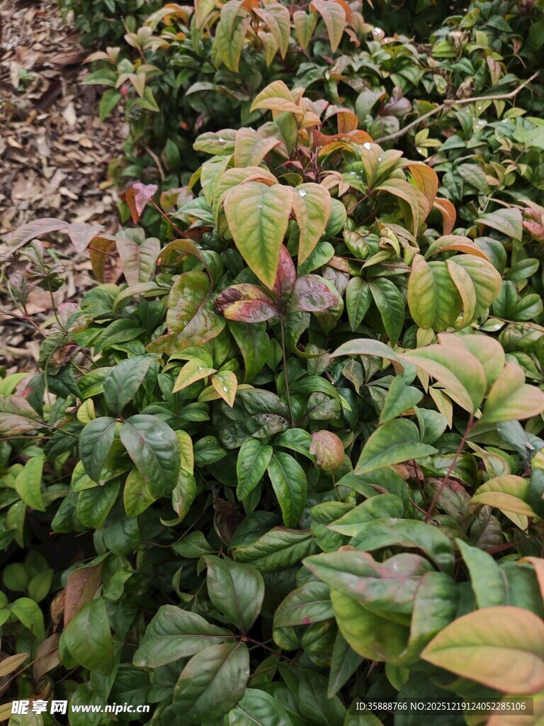 多彩叶片的植物景观