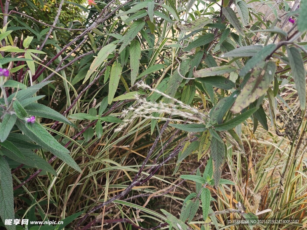 野外繁茂的绿色植物景观