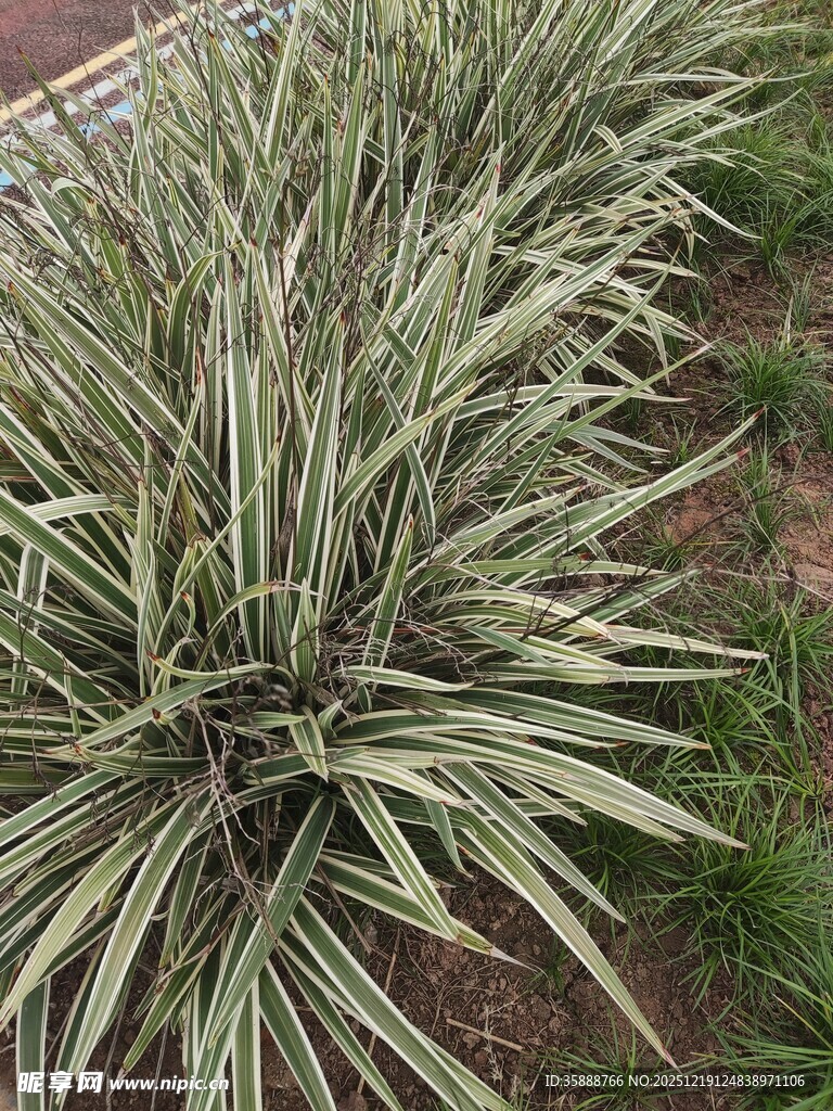 银边山菅兰植物特写