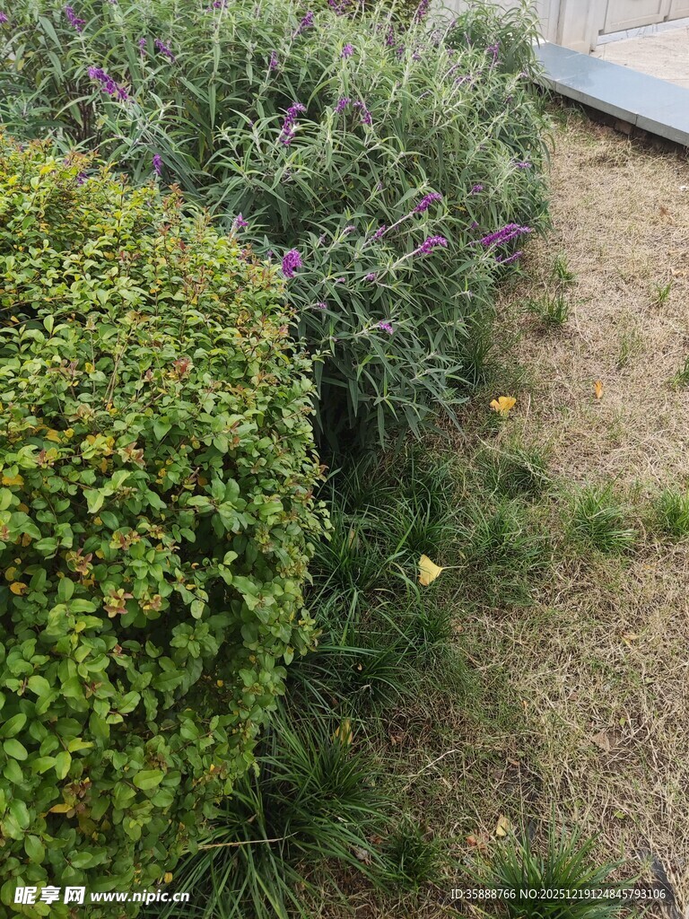 绿意盎然的花园灌木丛