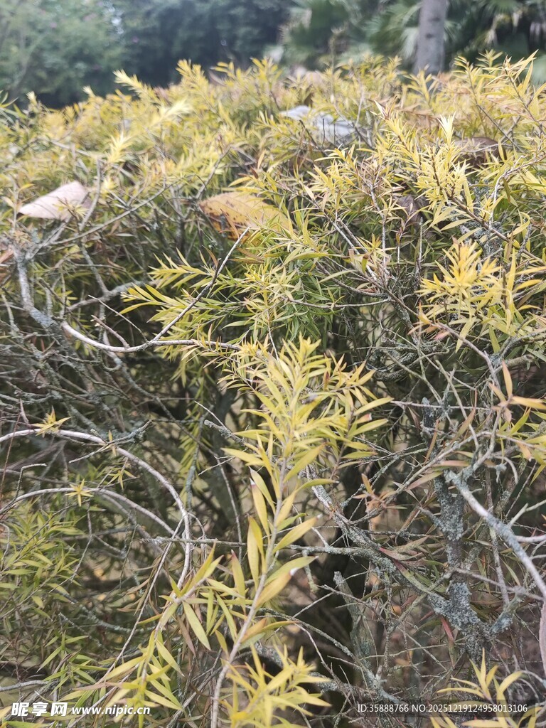 野外生长的嫩绿植物