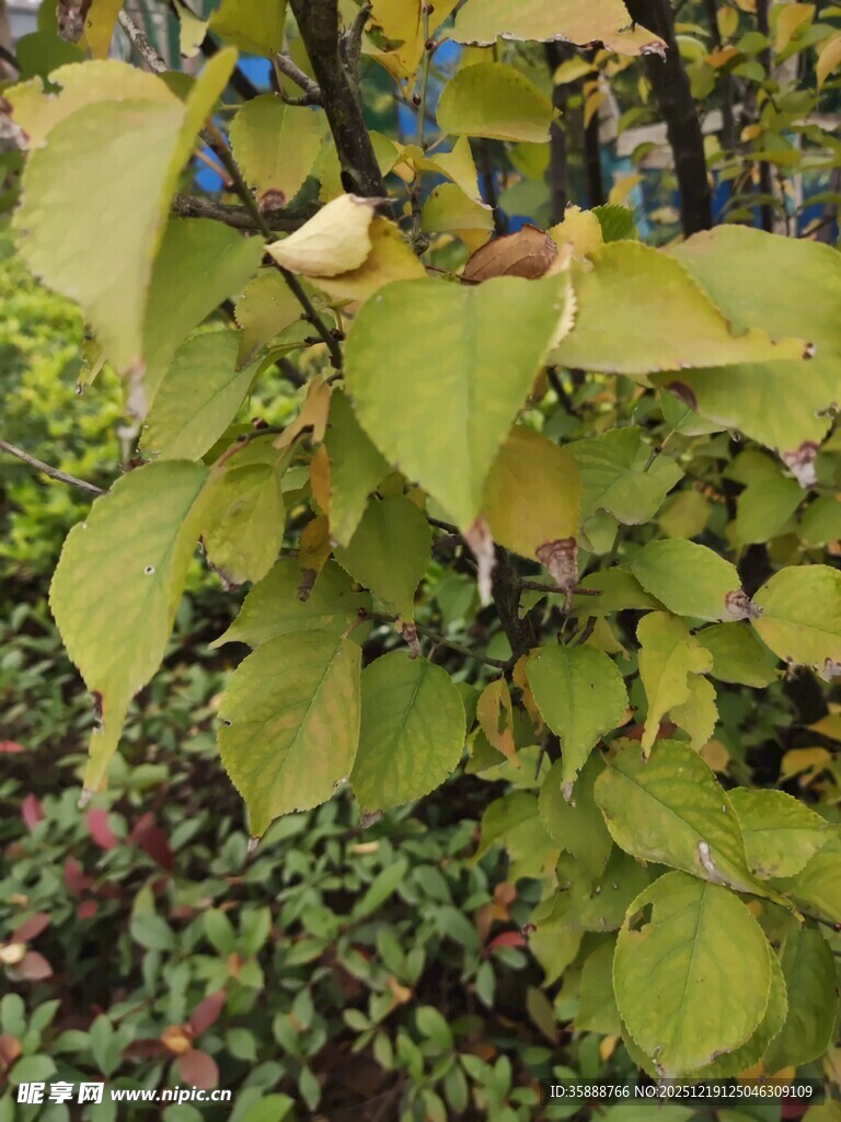 绿叶繁茂的植物景象