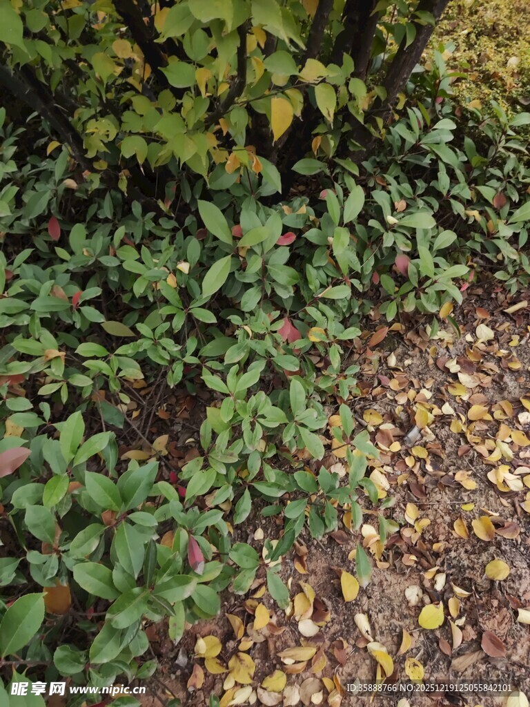 秋日林下绿植与落叶景象