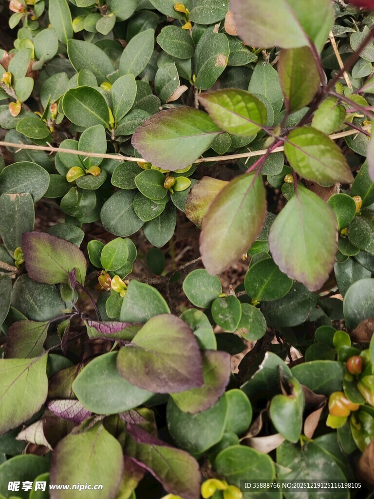 多彩叶片植物特写