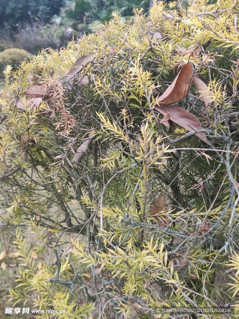 枝叶间的棕色叶片