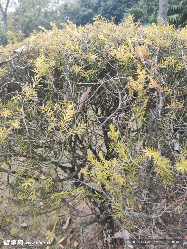 金黄枝叶繁茂的灌木丛