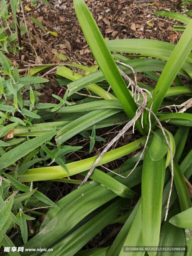 翠绿繁茂的长条状植物叶片