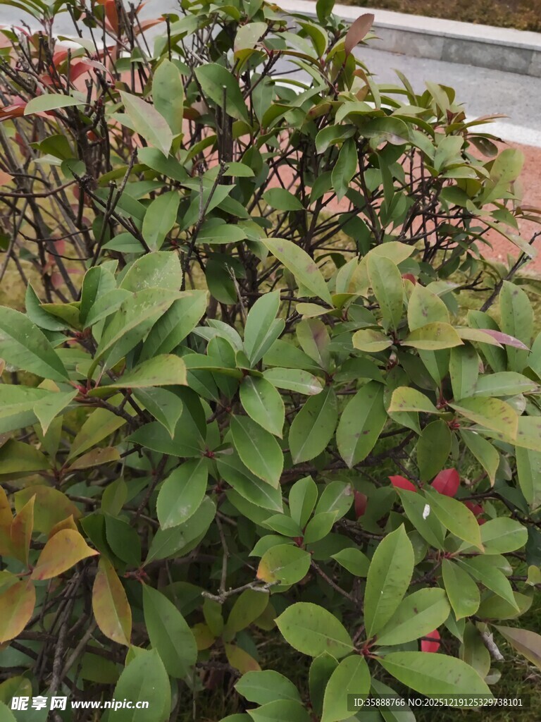 绿叶繁花植物特写