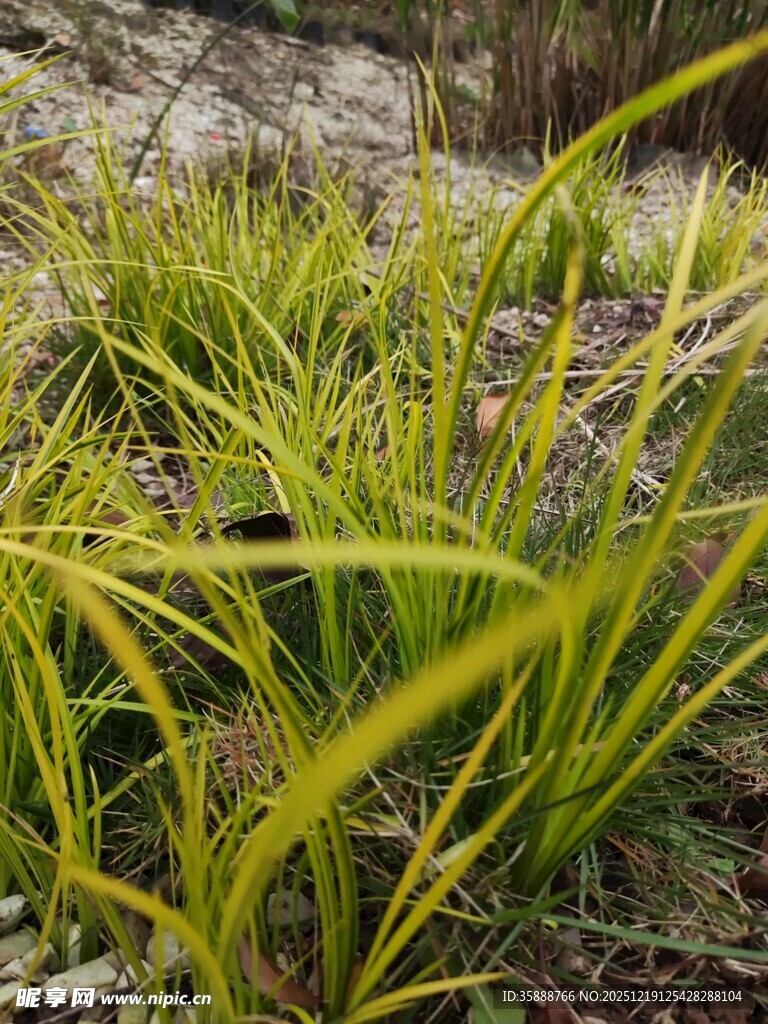 阳光下的嫩绿细长叶片