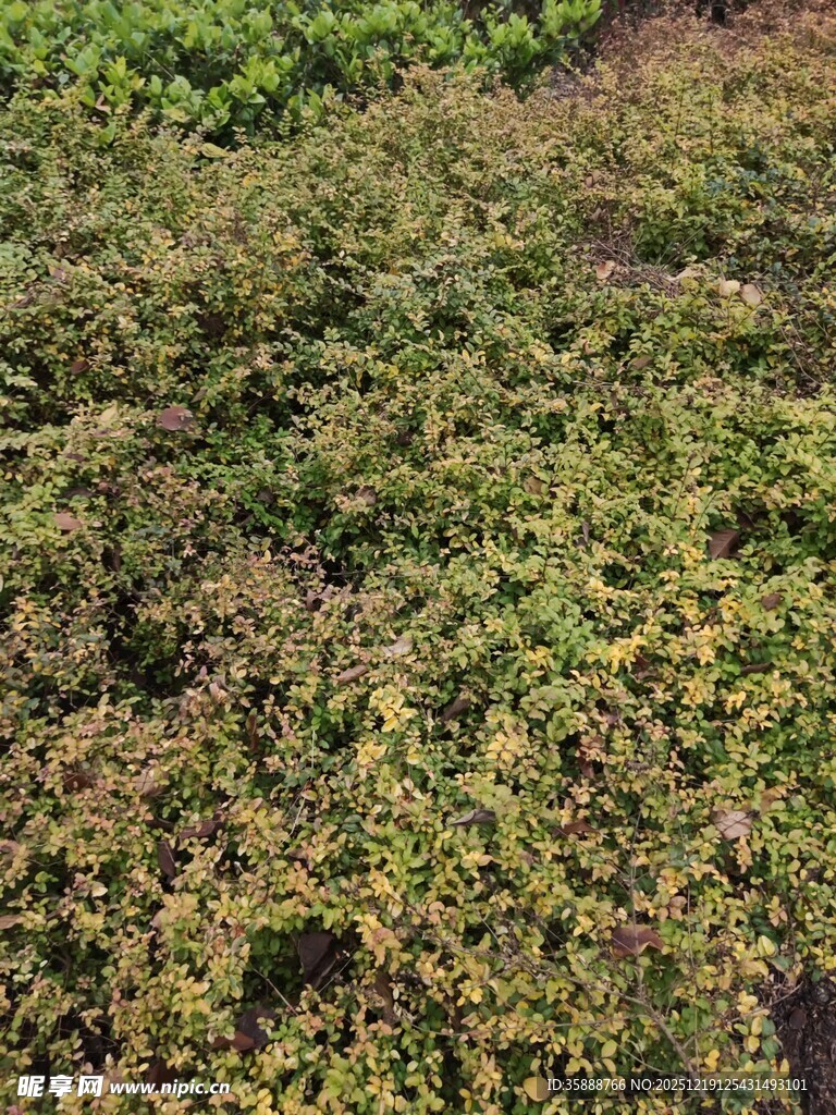 翠绿繁茂的植物景观