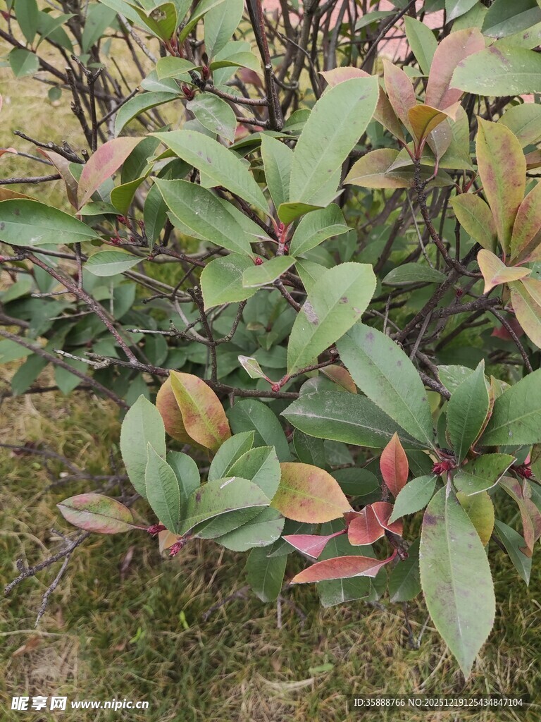 多彩叶片植物景观