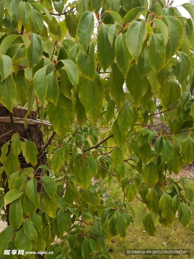 繁茂绿叶的果树景象