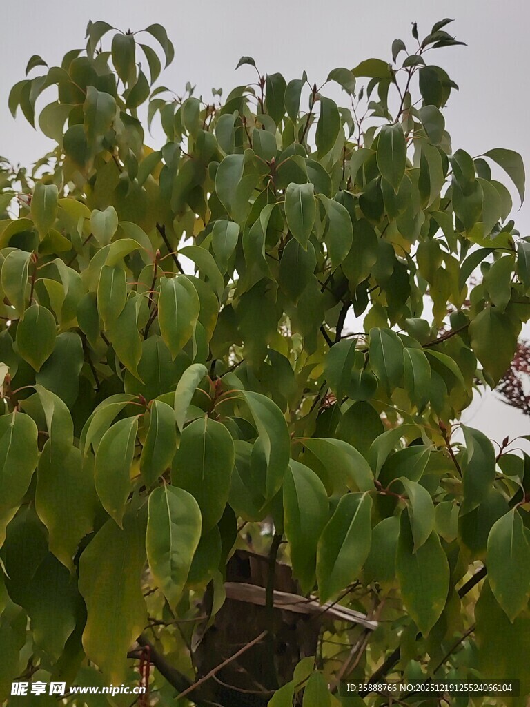 绿叶繁茂的树木景象