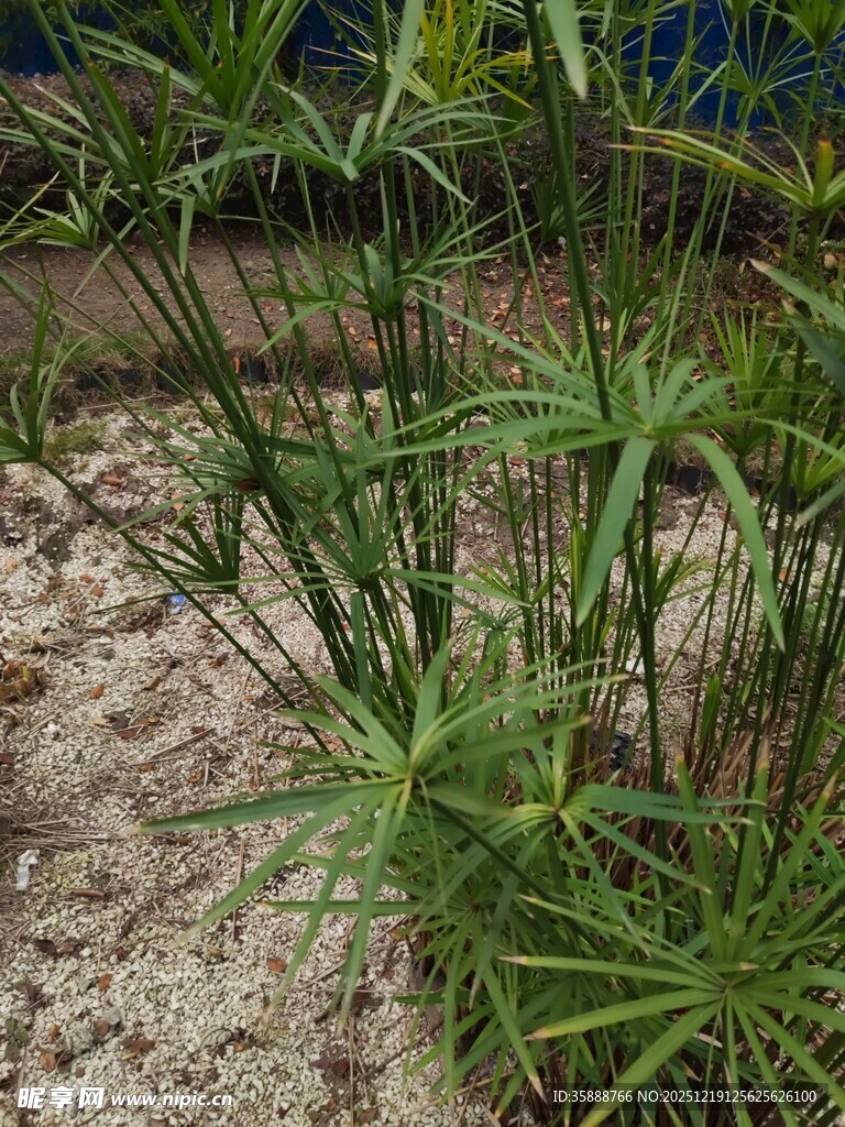 翠绿细长的丛生植物