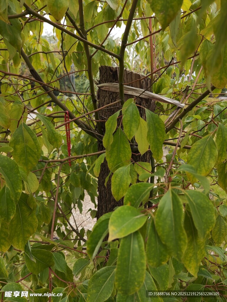 绿叶间的隐蔽鸟巢