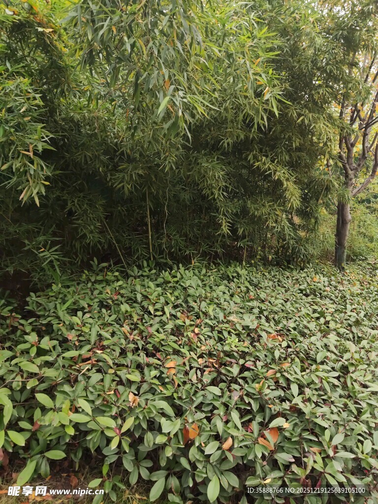 茂密丛林中的繁茂绿植