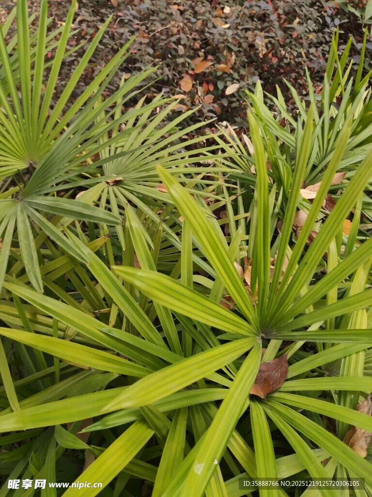 翠绿扇形叶片植物特写