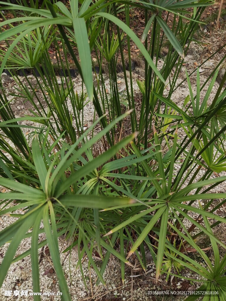 细叶莎草植物特写