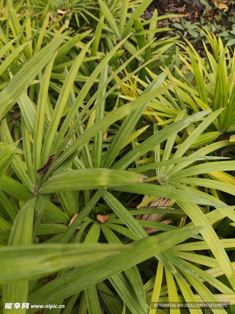 翠绿蒲葵叶片生机盎然