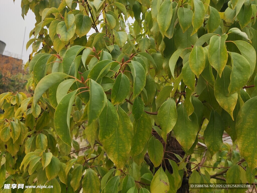 绿叶繁茂的树木