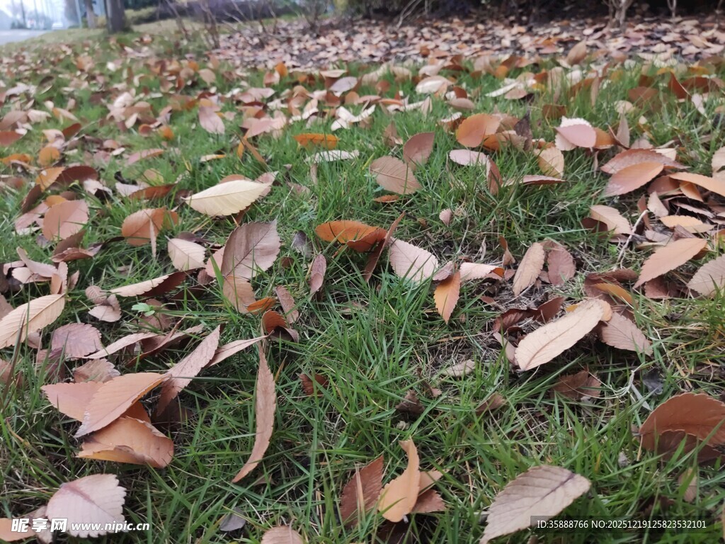草地散落枯黄落叶景象