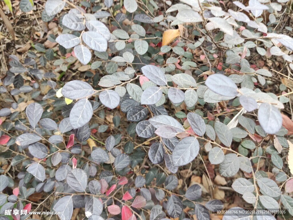 地面多彩落叶景象