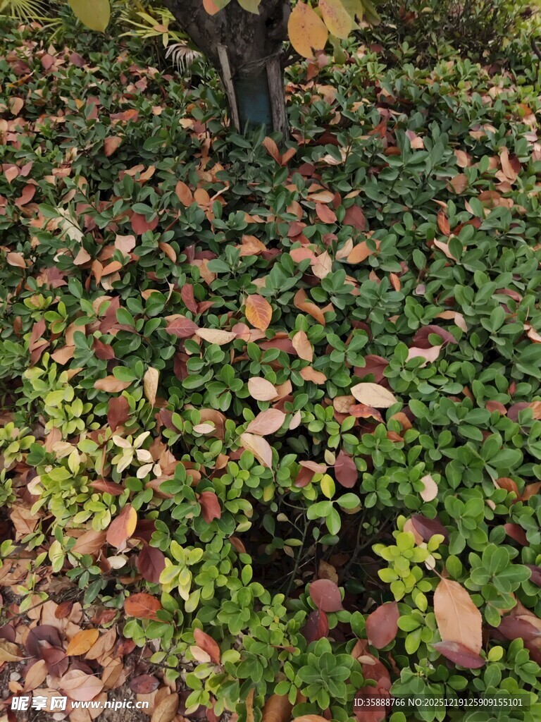 秋日落叶覆盖的地面景象