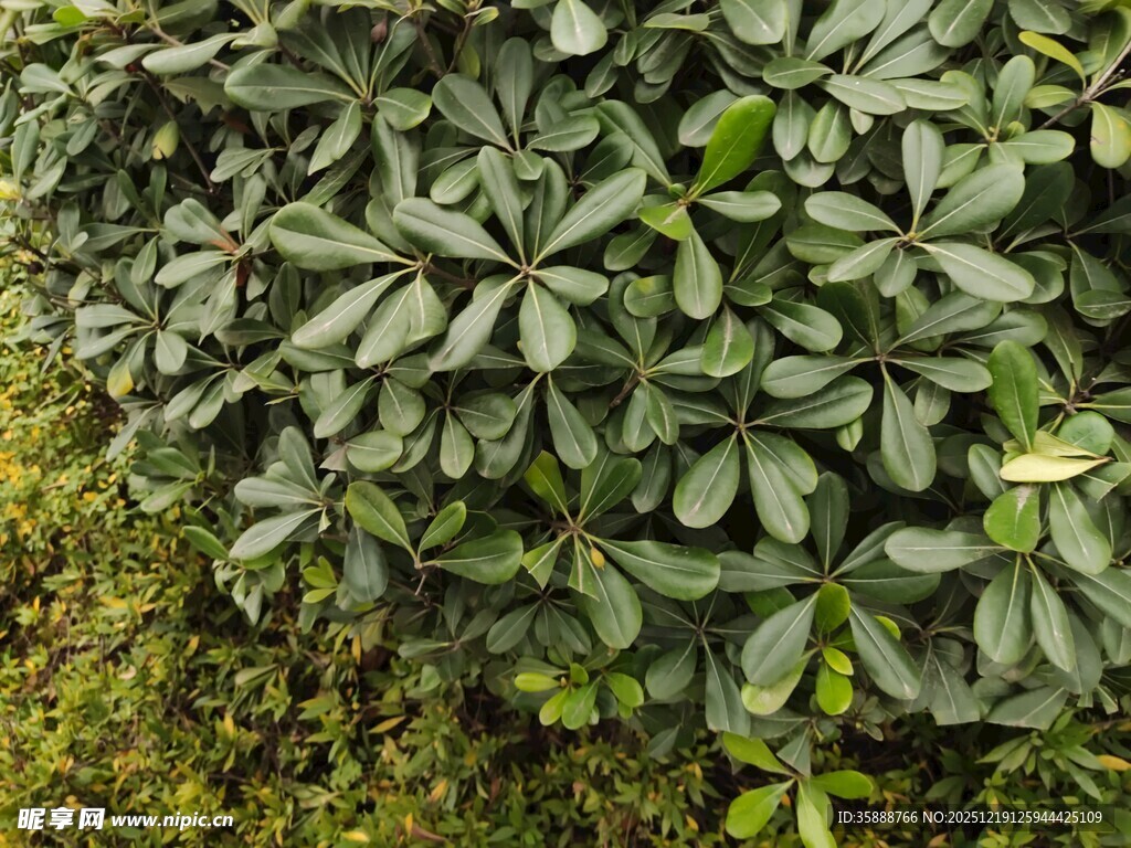 绿叶繁茂的植物景观