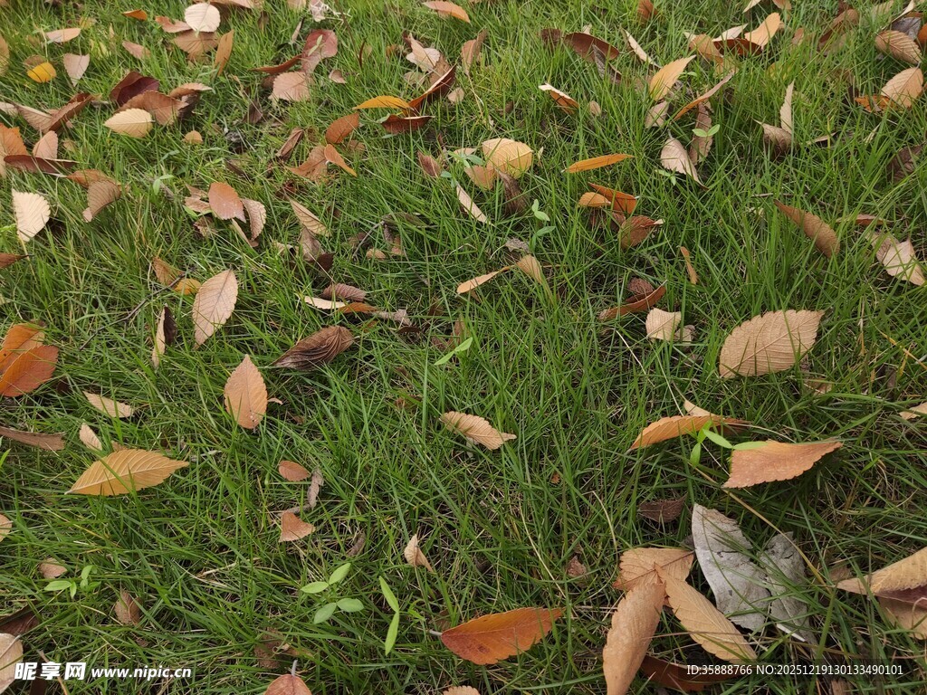草地上的缤纷落叶