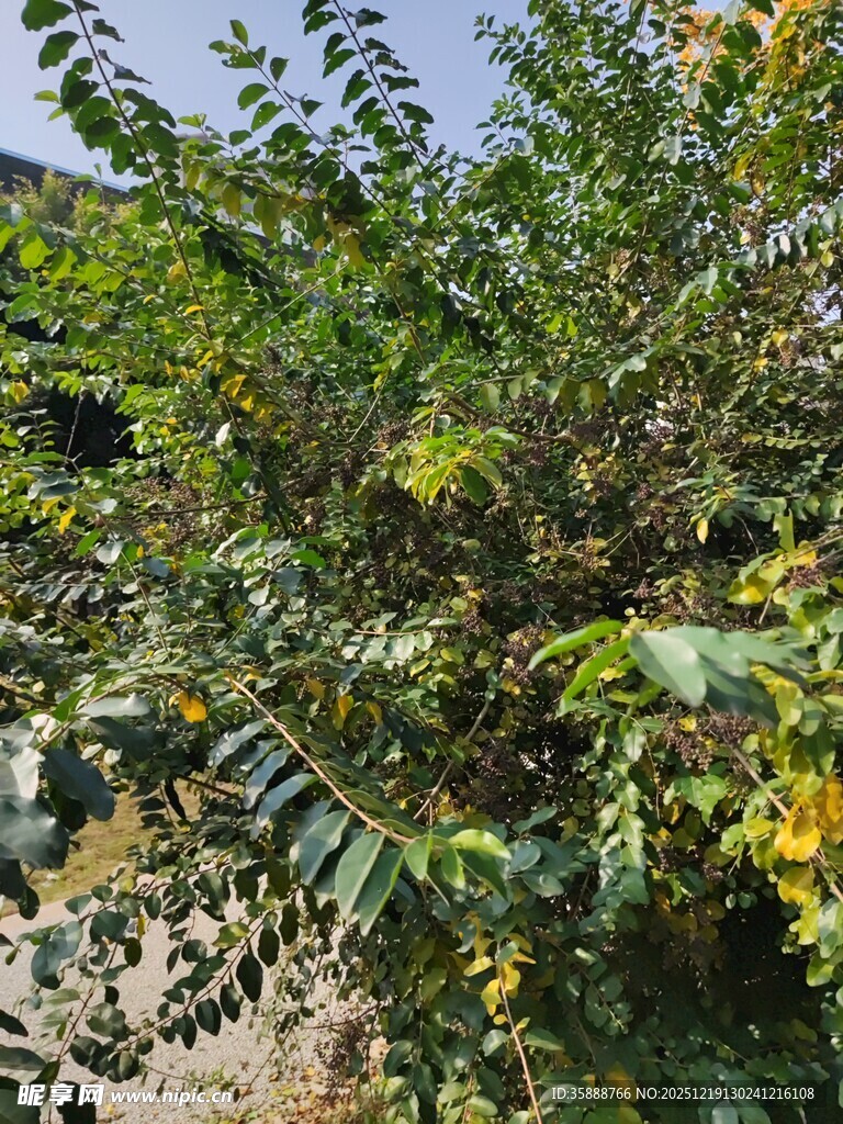 绿叶繁茂的树木景象