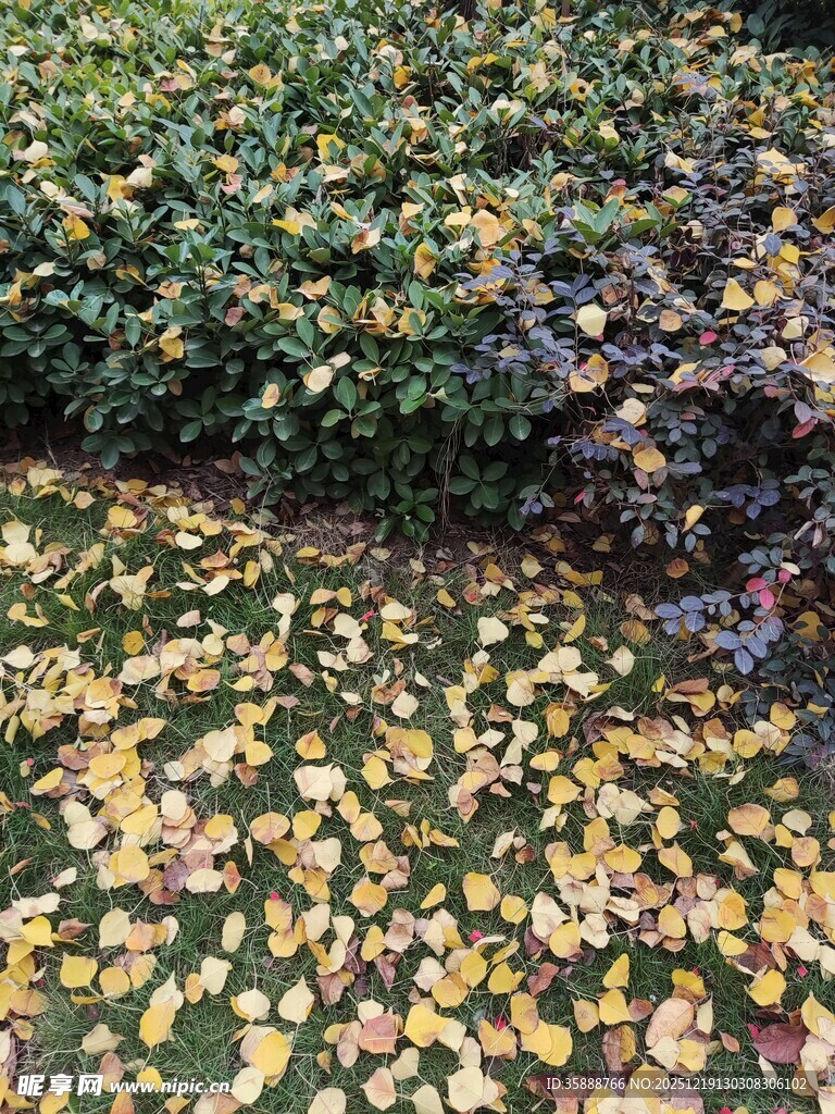 落叶铺地的多彩植物景观