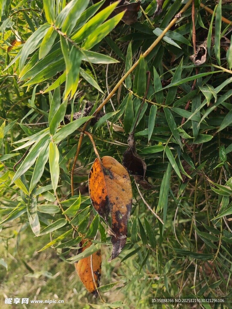 林间挂着的可爱橙色猴子